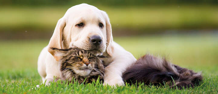 Hund mit Katze 1700x740